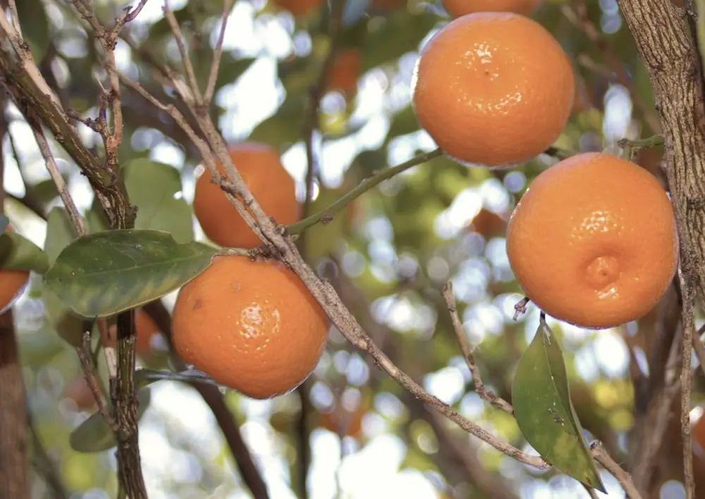 Calamansi fruit ripening on a branch